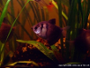 Pictures of the Black Skirt Tetra with Discussion