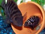 How to care for Convict Cichlids with pictures and forum