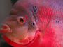 The Flowerhorn fish