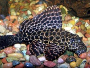 An article and discussion on keeping Marble pleco