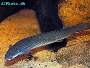 Senegal bichir - Polypterus senegalus