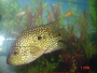 An article and forums about raising Texas cichlids