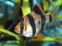 How to keep and breed Barbus Tetrazona (The Tiger Barb)