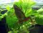 A guide on raising African Dwarf Frogs with pictures and forum