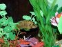 Introduction to African cichlids with a list and profiles of the most popular species