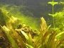 How to control algae in fish ponds FAQ with Forum