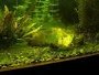 Types of aquarium algae with forum