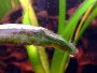 Types of algae and the best algae eaters for fish tanks
