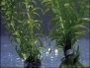 How to grow Anacharis - Egeria densa in aquariums