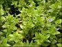 A guide on growing Bacopa plants in aquariums