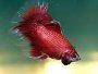 How to care for Betta Fish with Forum