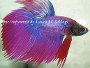 How to care for Siamese fighting fish, images and discussion