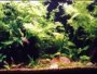How to choose and build a biotope aquarium
