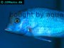 Discussion and guide on keping Blue dolphin cichlids in fish tanks