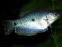 Recommended care of Blue Gourami, FAQ and forum