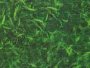 Causes And Removal Of Cyanobacteria In A Fish Pond