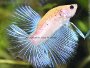 An article and forum on breeding Betta fish and caring for fry