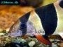 How to care for Clown loaches