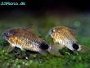Demands of common aquarium species - Tetras, Gouramis, Bettas, Angelfish and more