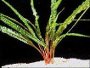 An article and advice on growing Cryptocoryne species as aquariums plants