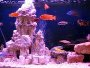 An article and discussion about decorating fish tanks