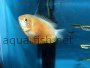 How to breed and take care of Dwarf gouramis with forum