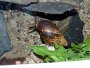 Housing Achatina fulica - East African land snail