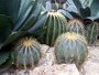 Growing the cactus - Ferocactus glaucescens