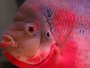 How to care for the Flowerhorn fish with discussion