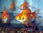 How to keep Goldfish and keep water quality high