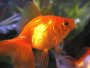 A page and forum about caring for Goldfish in aquariums and ponds