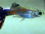 A guide on caring for Guppies with focus on shapes and patterns