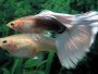The Guppy Fish - A guide and forum on breeding and care