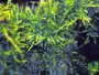 Growing Java moss (Vesicularia dubyana) in aquariums