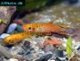 An introduction to caring for Killifish