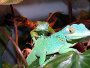Knight Anole - Anolis equestris Care and Pictures