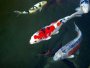 An article and forum about keeping Koi carps