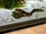 How to take care of Kuhli loaches with forum and images
