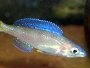A guide on caring for and breeding cichlids from Lake Tanganyika