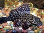 An article and discussion on keeping Marble pleco