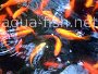 How to breed Goldfish in fish tanks