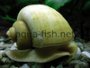 Detailed information on caring for Mystery snails with pictures and forum