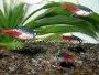 Article and forum on caring for Neon tetras including diet and breeding tips