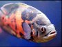 Oscar fish - A guide on raising and breeding