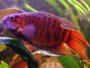 Facts and care of Paradise Fish with forums