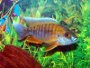 A page and forum dedicated to care of Peacock cichlids