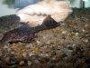 Caring for Plecostomus Catfish with Diet and Breeding