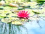 Types of fish pond plants with the most common species