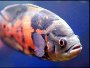 Oscar fish - Astronotus ocellatus