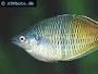 Proper Care of Rainbowfish with Feeding and Breeding